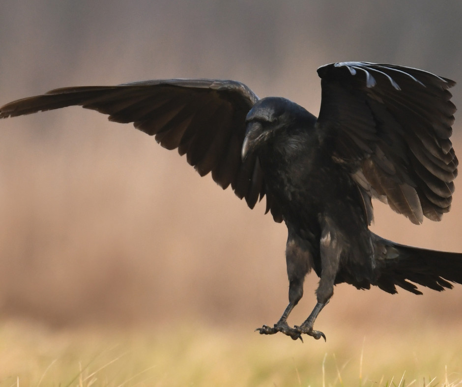 Raven alighting with outstretched wings.