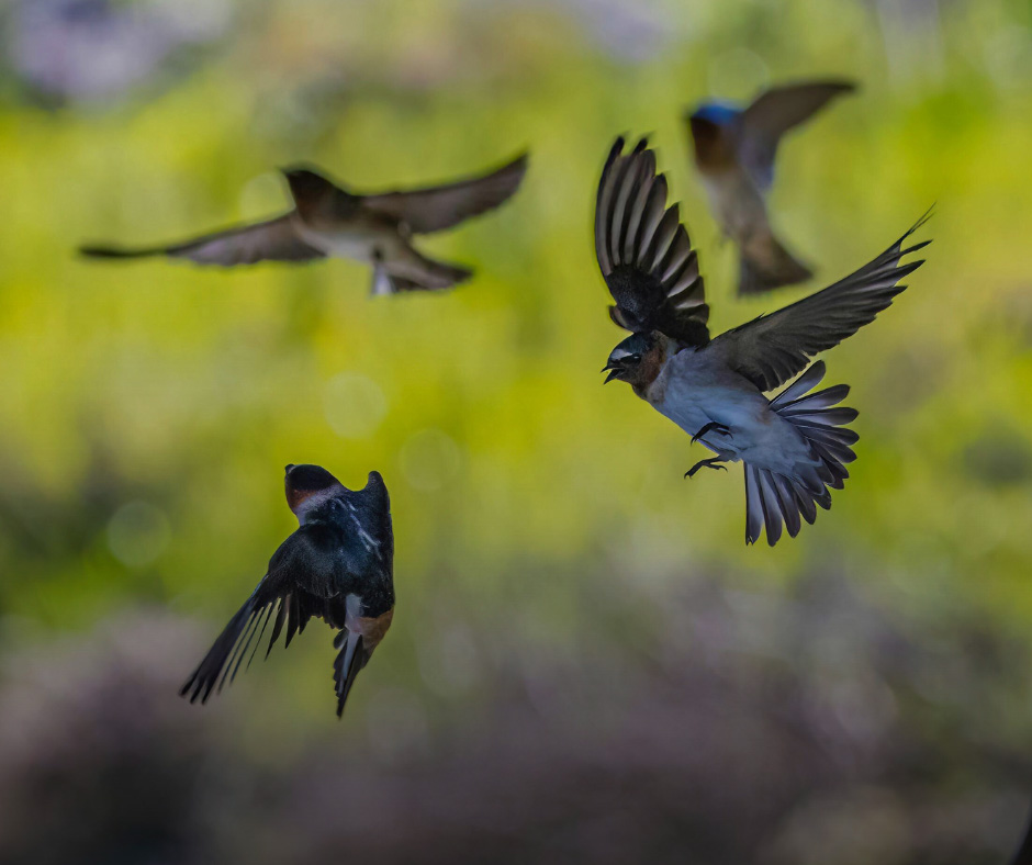 credit:Olivier Messiaen takes his green notebook out into the French countryside to notate the cries and songs of the greatest musicians—the birds. Quote from VU.